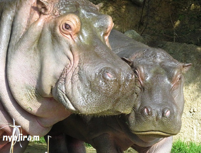 2月10日に王子動物園へ_f0002743_038469.jpg