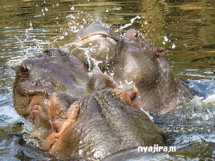 2月10日に王子動物園へ_f0002743_0395946.jpg