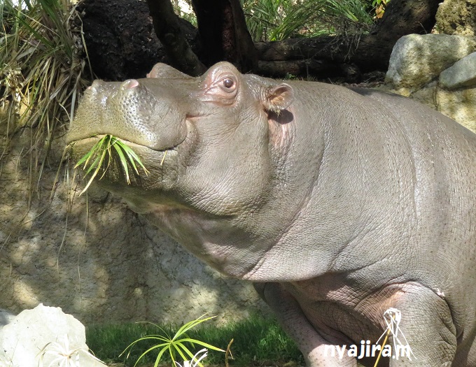 2月10日に王子動物園へ_f0002743_0414537.jpg