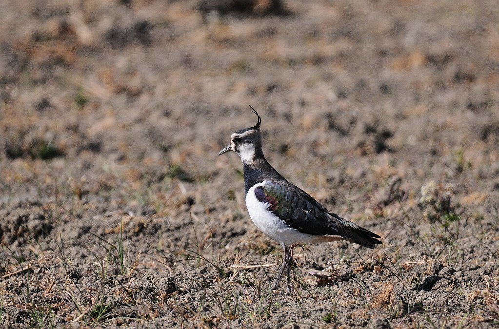 遠方に探鳥しに途中田圃に白い羽が見えた Weblog ちー3歩 遠方に探鳥しに途中田圃に白い羽が見えた Weblog ちー3歩