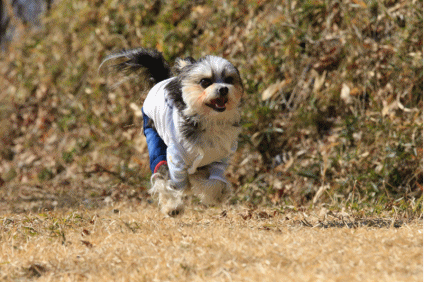 c0145250_08263238.gif