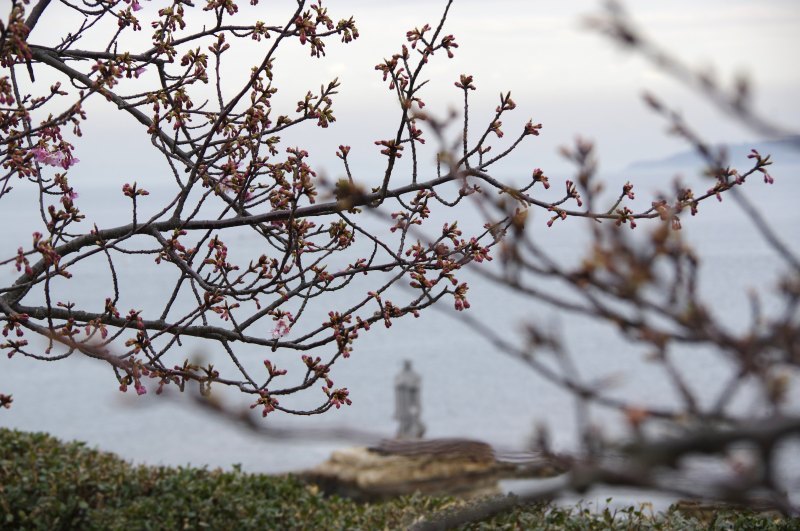 聖公園　河津桜_c0238352_22324989.jpg