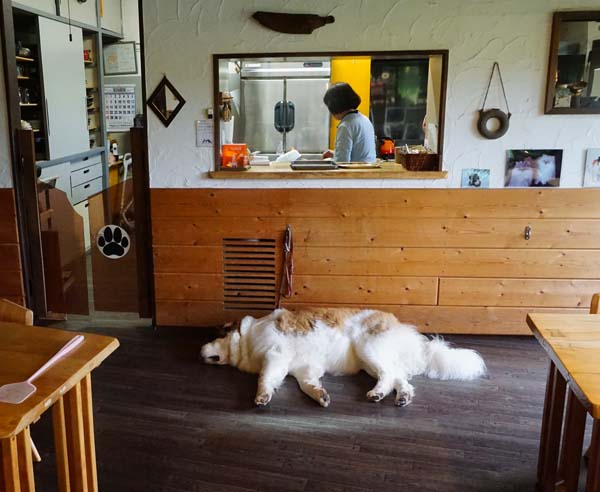 ワンコと行く北海道・庭巡り　大人のワンダーランドガーデン①_f0153164_16503076.jpg