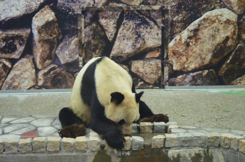 パンダフルデイ_f0054677_08343572.jpeg