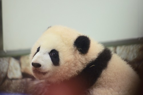 パンダフルデイ_f0054677_08345800.jpeg