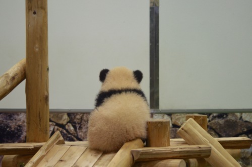 パンダフルデイ_f0054677_08573409.jpeg