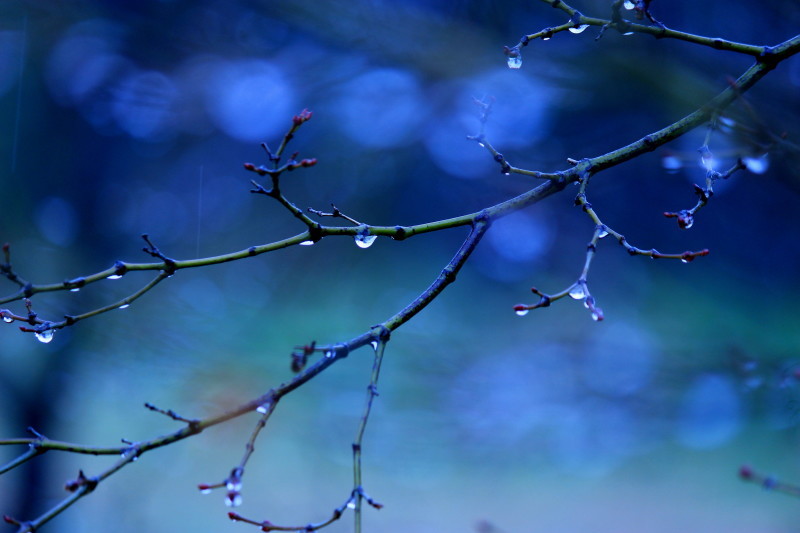 雨が降る、、、_b0093678_18080541.jpg