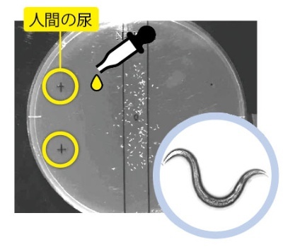 ノーベル賞レベルの線虫によるガン検査 N Nose が開発された 長州より発信