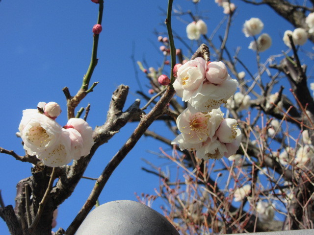 ローズマリーの薬効と高田薬園と小石川植物園と池袋の由来_b0209886_13383414.jpg