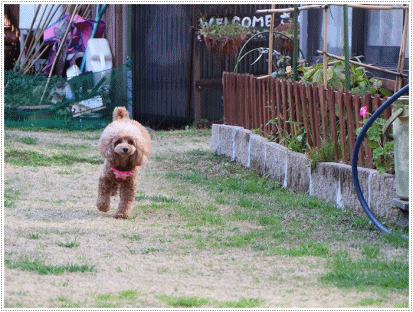 b0175688_20105042.gif