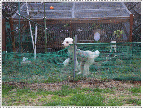 b0175688_20105413.gif