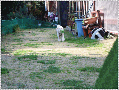 b0175688_20105720.gif