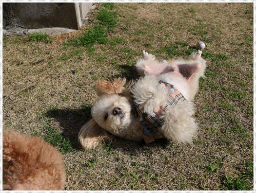 b0175688_20110162.gif