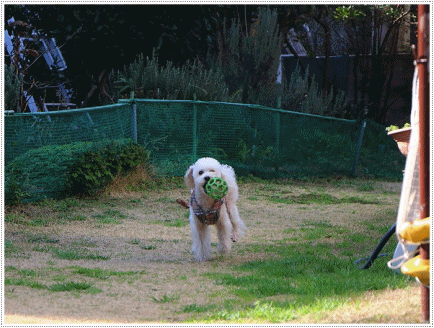 b0175688_20110466.gif