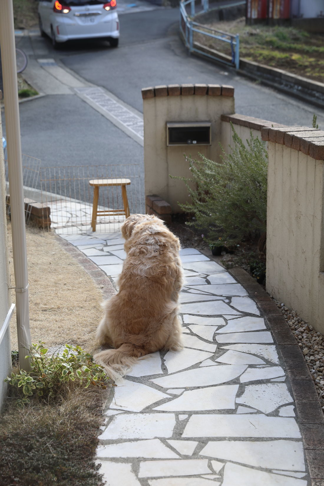 お庭のパトロールで過ごした日♪_b0275998_09293018.jpg