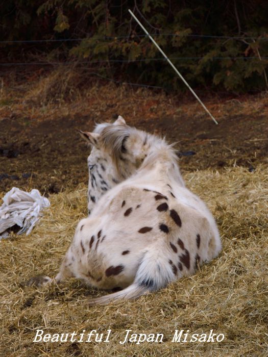 水玉の白馬～&#128014;。☆､･：`☆･･ﾟ･ﾟ☆。。_c0067206_13341650.jpg