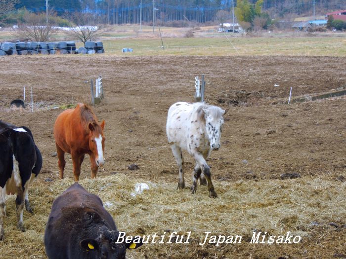 水玉の白馬～&#128014;。☆､･：`☆･･ﾟ･ﾟ☆。。_c0067206_13342578.jpg