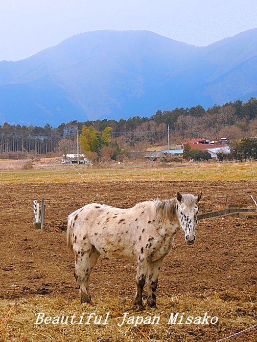 水玉の白馬～&#128014;。☆､･：`☆･･ﾟ･ﾟ☆。。_c0067206_13343020.jpg