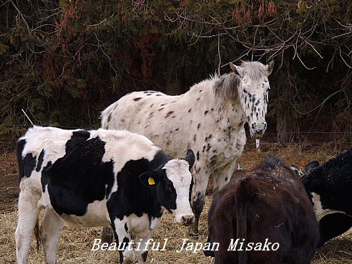 水玉の白馬～&#128014;。☆､･：`☆･･ﾟ･ﾟ☆。。_c0067206_16431377.jpg