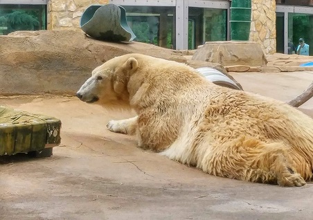 アメリカ カンザスシティ動物園のバンバン ファニー が31歳で亡くなる Polarbearology Conjectaneum アメリカ カンザスシティ動物園のバンバン ファニー が31歳で亡くなる Polarbearology Conjectaneum