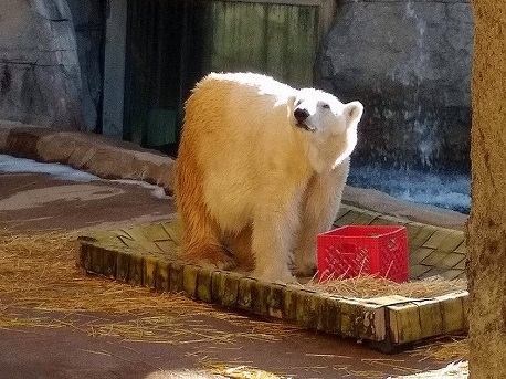 アメリカ カンザスシティ動物園のバンバン ファニー が31歳で亡くなる Polarbearology Conjectaneum アメリカ カンザスシティ動物園のバンバン ファニー が31歳で亡くなる Polarbearology Conjectaneum