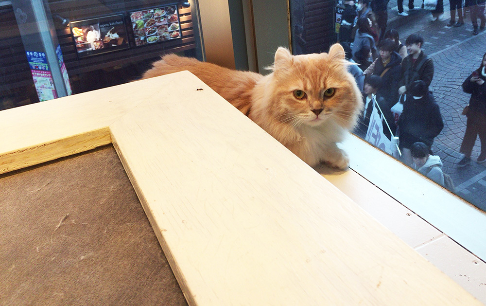 ねこカフェへ。_a0021523_01230833.jpg