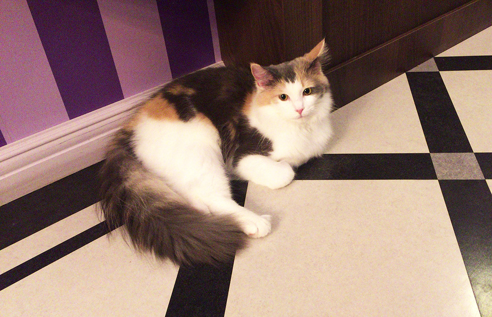 ねこカフェへ。_a0021523_01230837.jpg