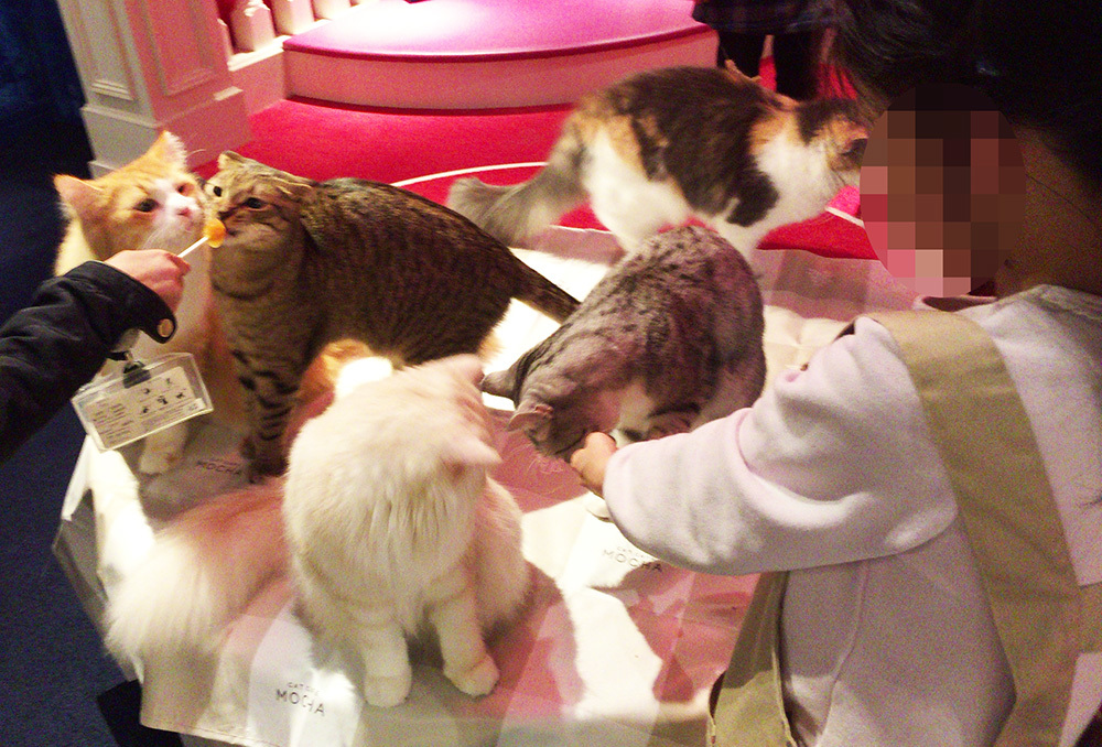 ねこカフェへ。_a0021523_01230904.jpg