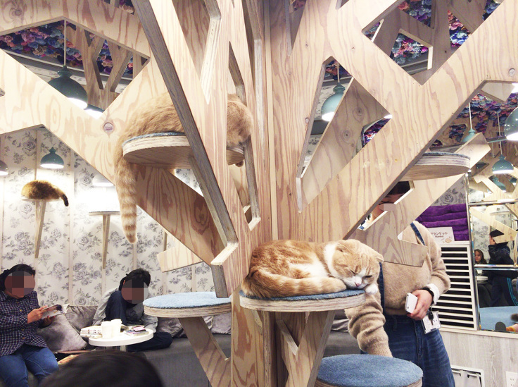 ねこカフェへ。_a0021523_01230909.jpg