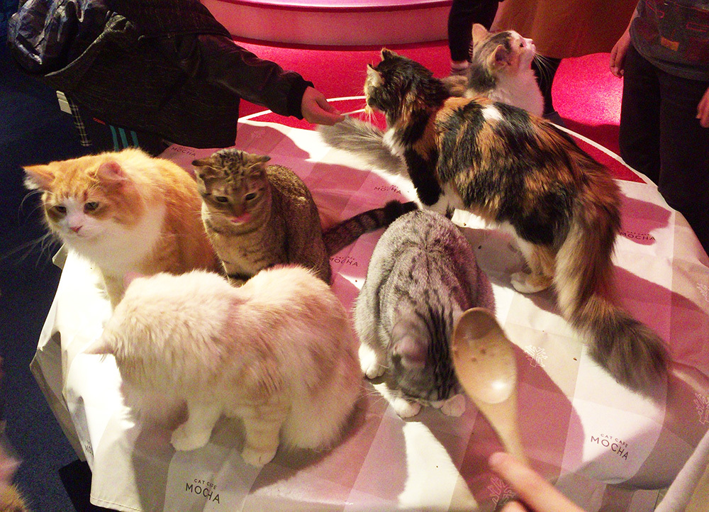 ねこカフェへ。_a0021523_01231015.jpg