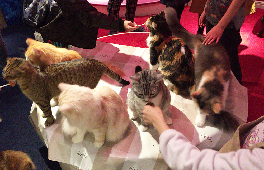 ねこカフェへ。_a0021523_01231027.jpg