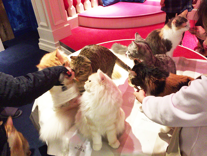 ねこカフェへ。_a0021523_01231039.jpg