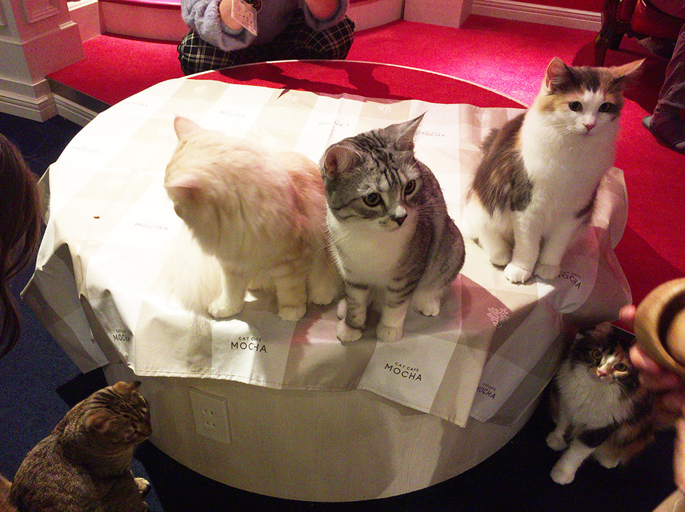 ねこカフェへ。_a0021523_01231048.jpg