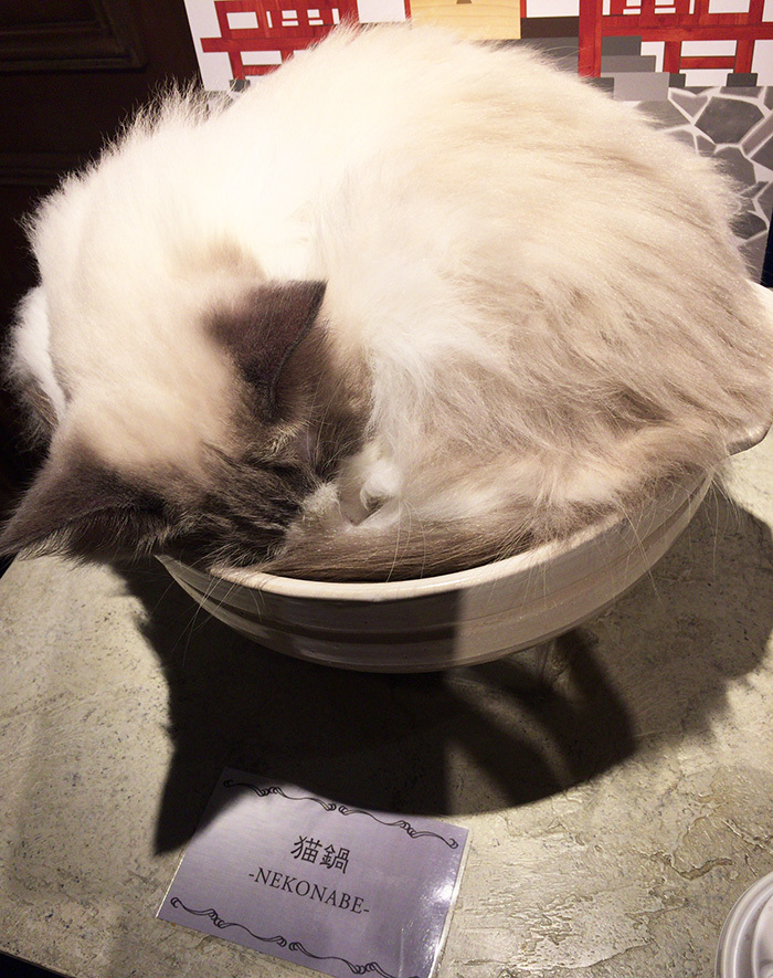 ねこカフェへ。_a0021523_01241582.jpg