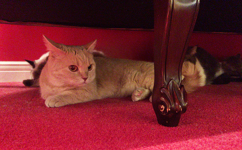 ねこカフェへ。_a0021523_01241628.jpg