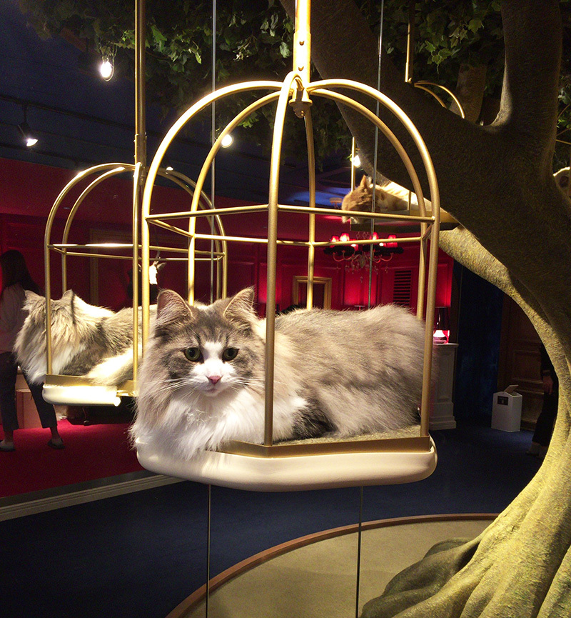 ねこカフェへ。_a0021523_01241638.jpg
