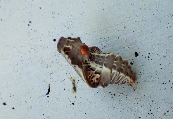 f0118332_00442313.jpg