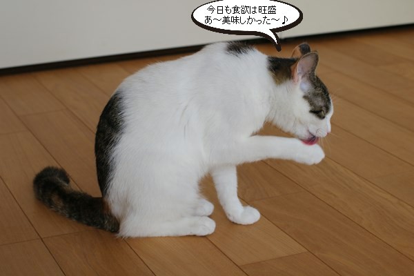 ごはん食べた後は忙しいね 保護猫さんのご縁探し