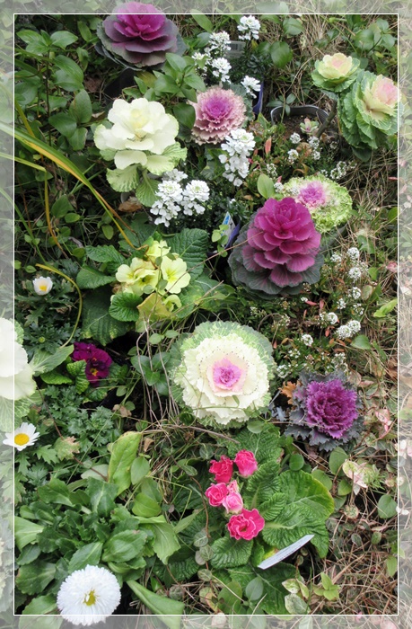 【置くだけ花壇】_b0009849_1633713.jpg