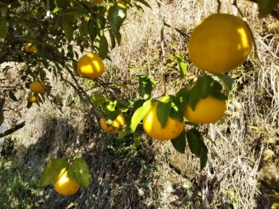 c0330749_16033215.jpg