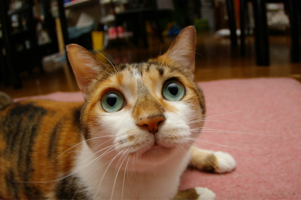 昨日はミルクさんがあっちに行ってまる2年。_a0028451_21010071.jpg