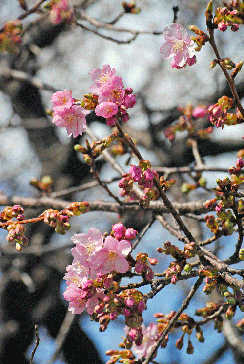 2月21日　敷島公園の河津桜ぽちっぽちっ!_a0001354_18360551.gif