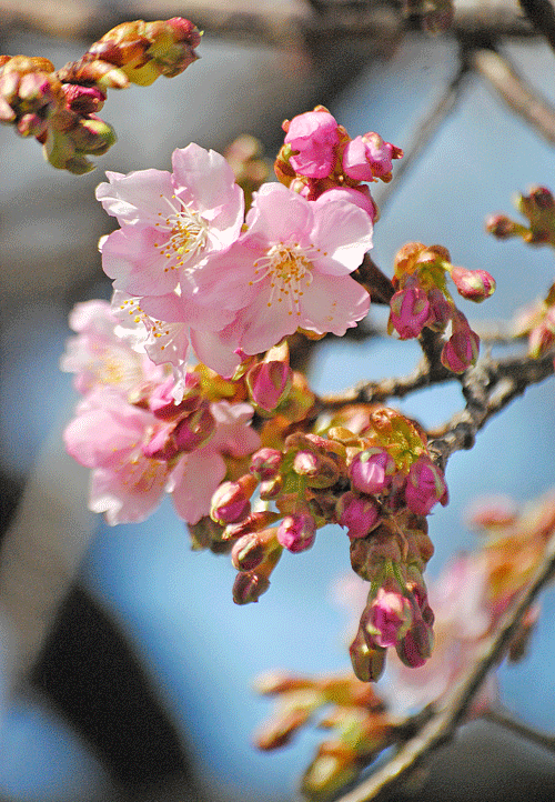 2月21日　敷島公園の河津桜ぽちっぽちっ!_a0001354_18361674.gif