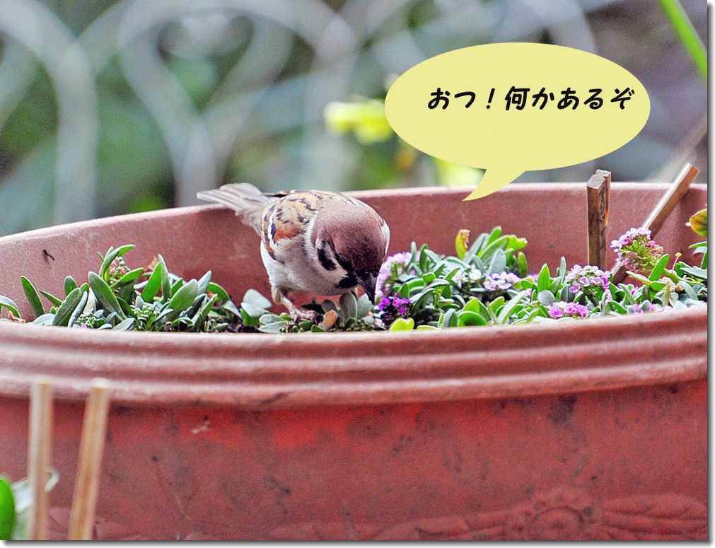 スズメのおしゃべり 趣味を楽しみながら スズメのおしゃべり 趣味を楽しみながら