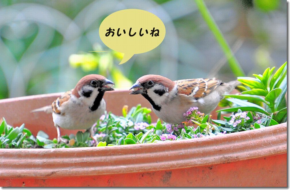 スズメのおしゃべり 趣味を楽しみながら スズメのおしゃべり 趣味を楽しみながら