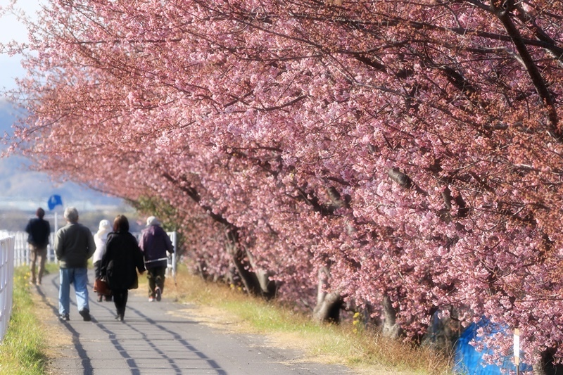 朝比奈川堤の河津桜・1♪　～河津桜と白梅～_a0167759_0525689.jpg