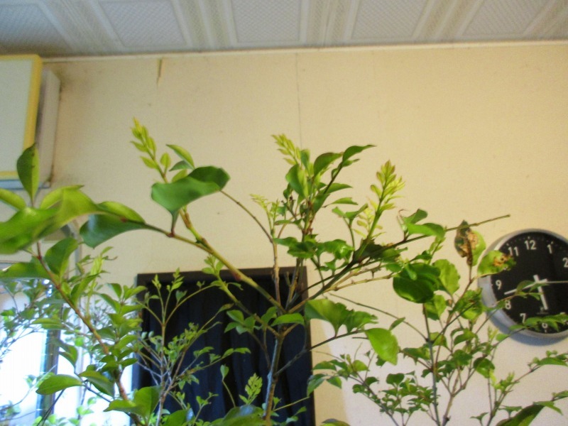 植物 室内用シマトネリコ 孤影悄然 植物 室内用シマトネリコ 孤影悄然