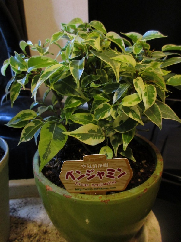 植物 室内用シマトネリコ 孤影悄然