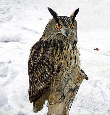 4-852) ミミズクとフクロウ : 三百六十五連休