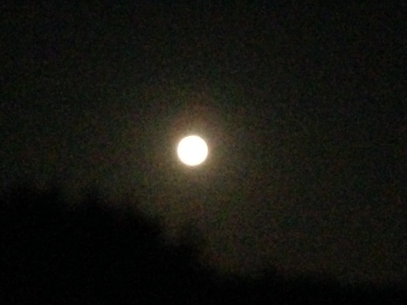Spring has come！at full moon***_e0290872_00084374.jpg